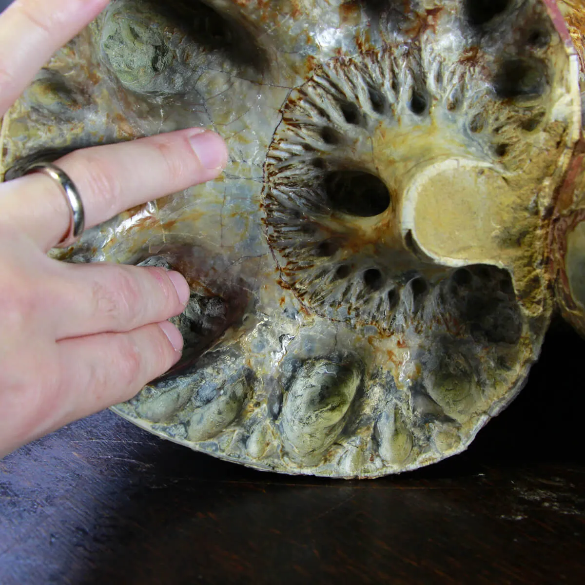 Ammonite Lytoceras