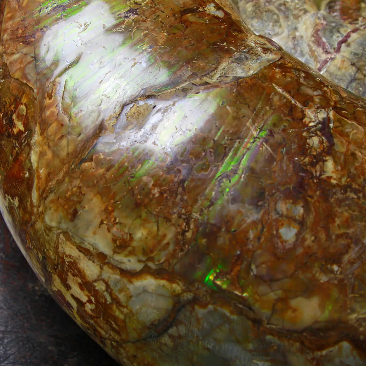 Ammonite Lytoceras