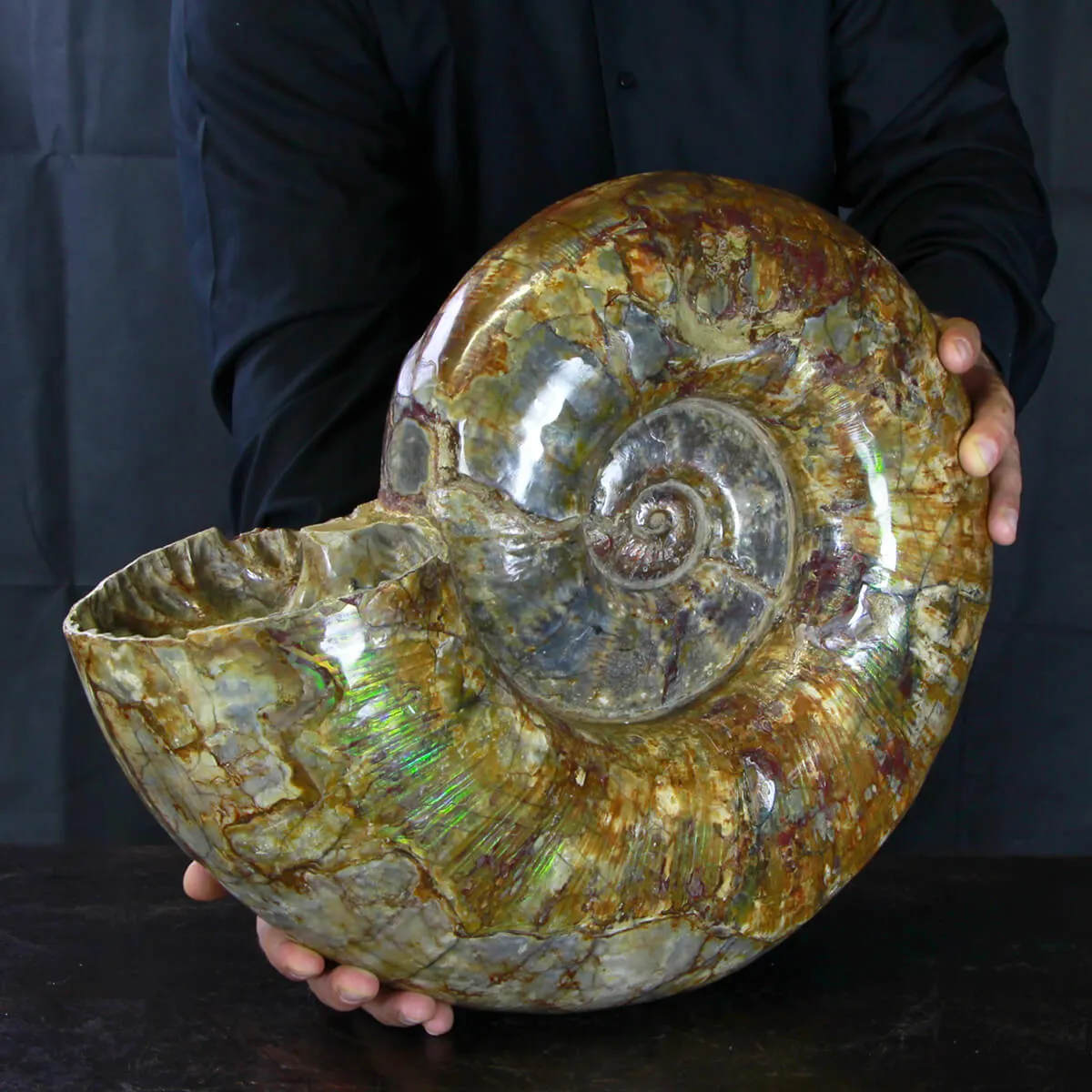 Ammonite Lytoceras