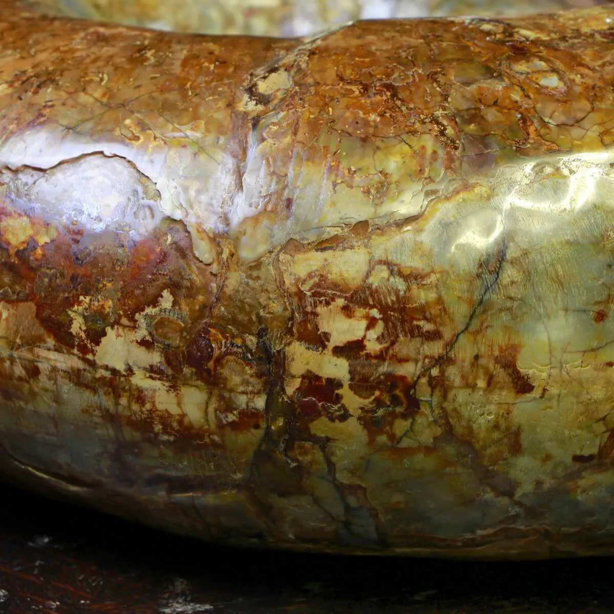 Ammonite Lytoceras