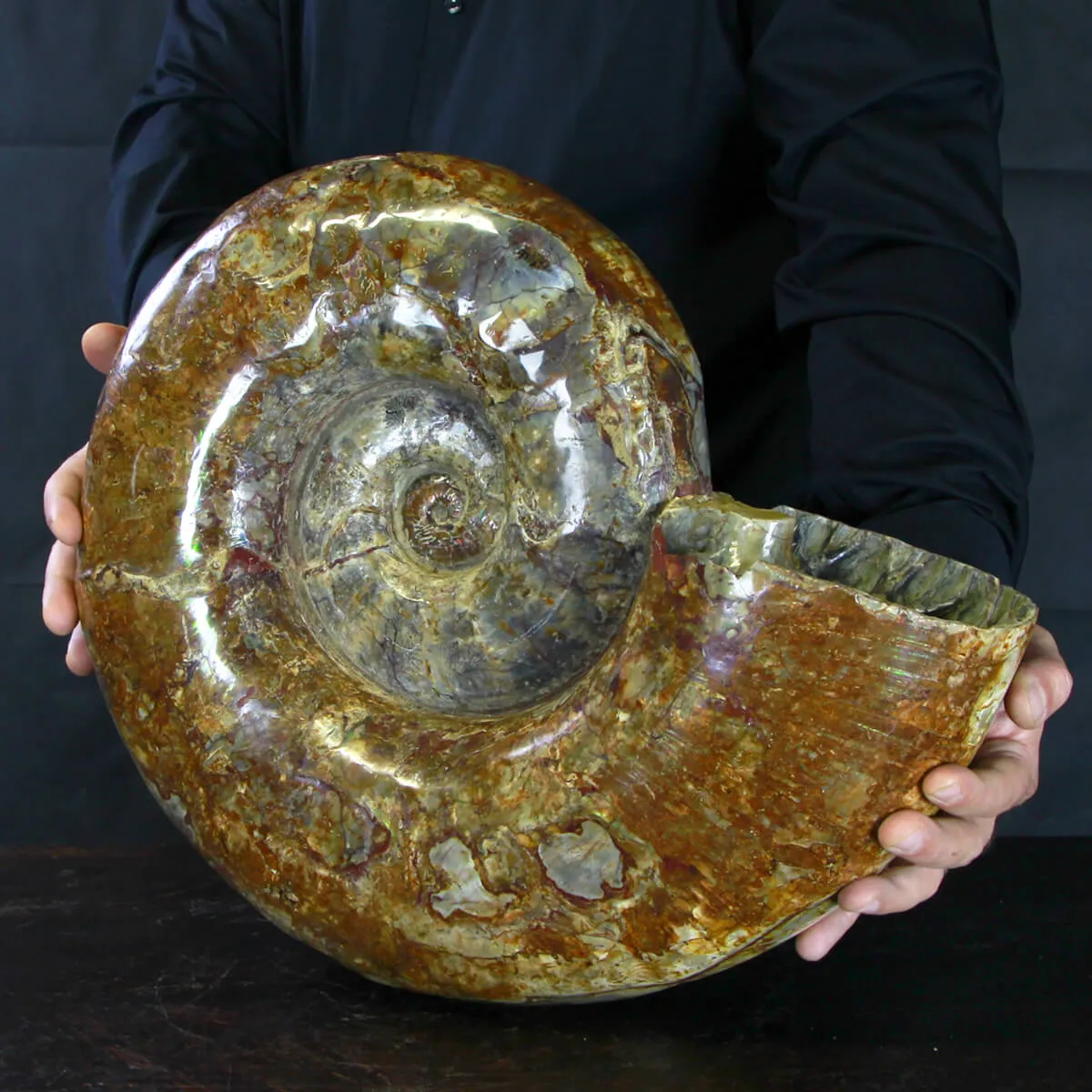 Ammonite Lytoceras