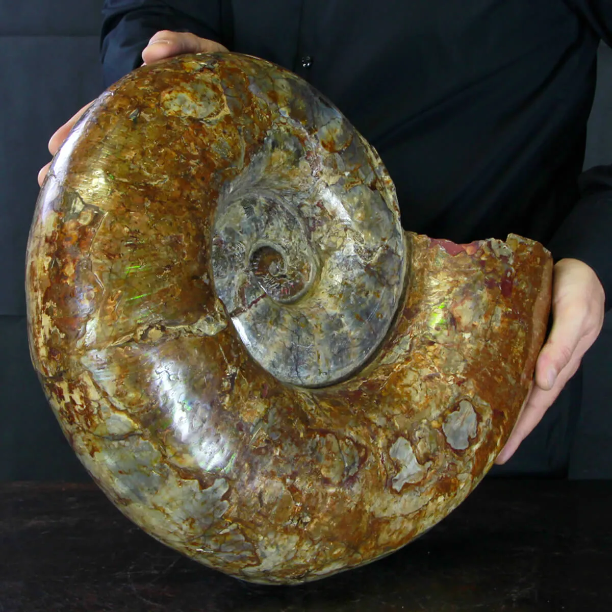 Ammonite Lytoceras
