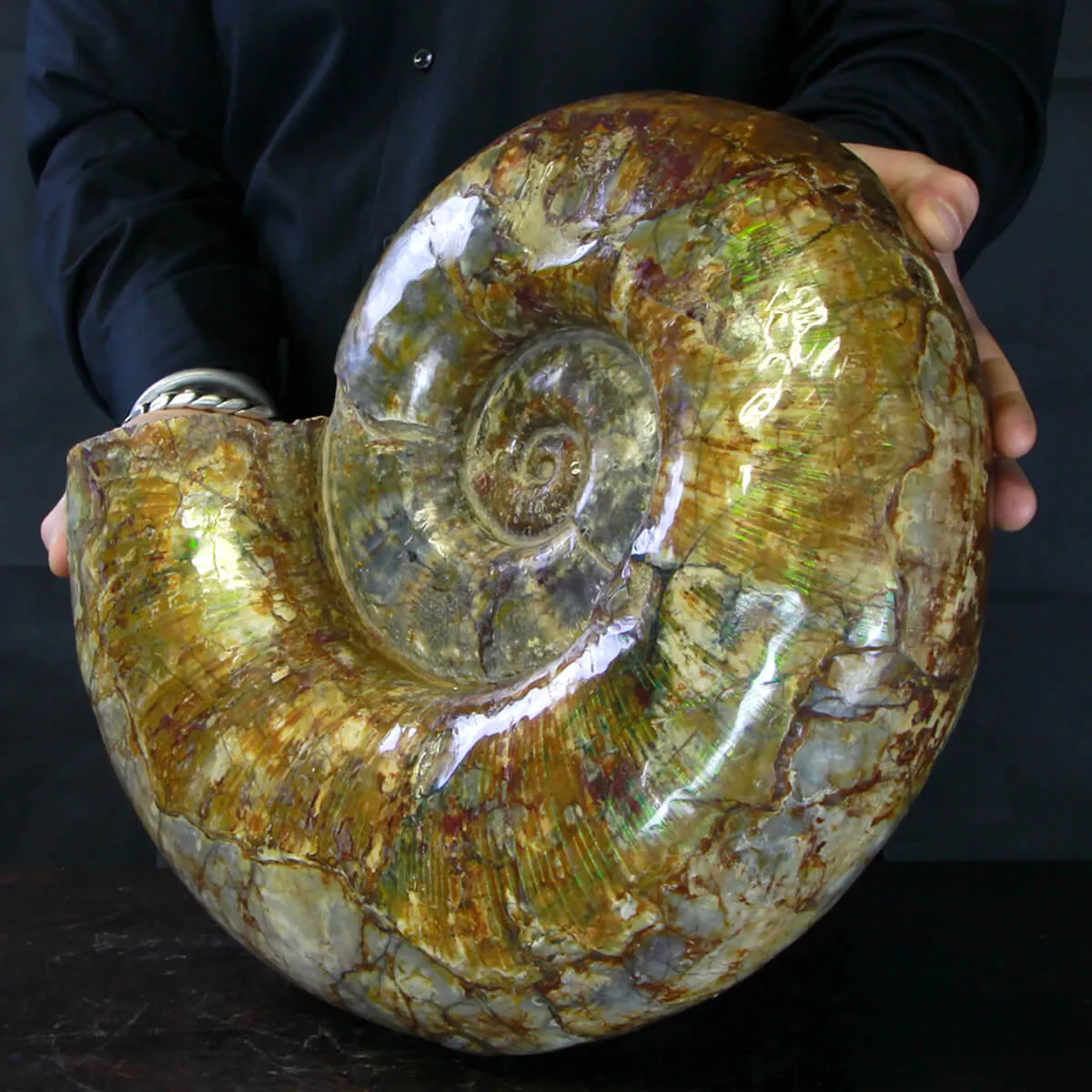Ammonite Lytoceras