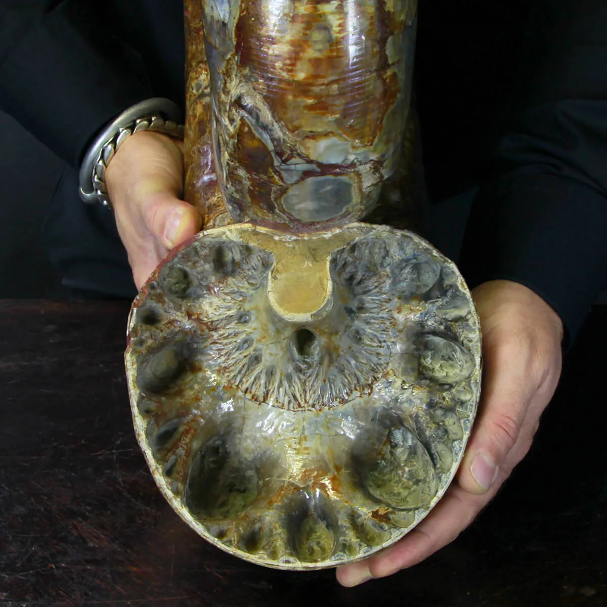 Ammonite Lytoceras