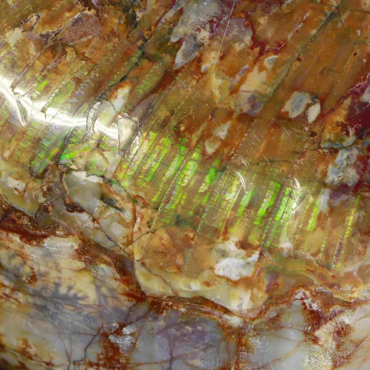 Ammonite Lytoceras