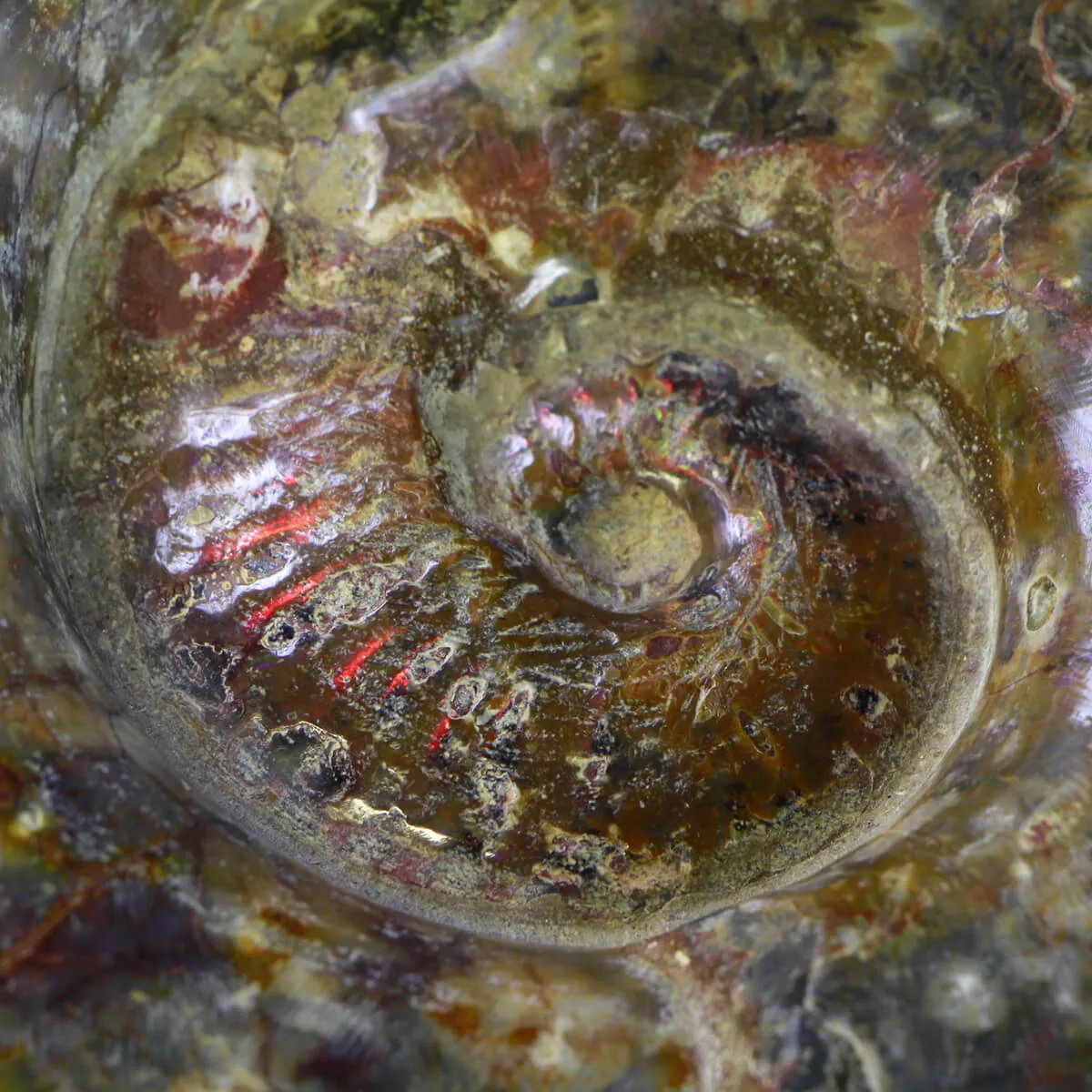 Ammonite Lytoceras