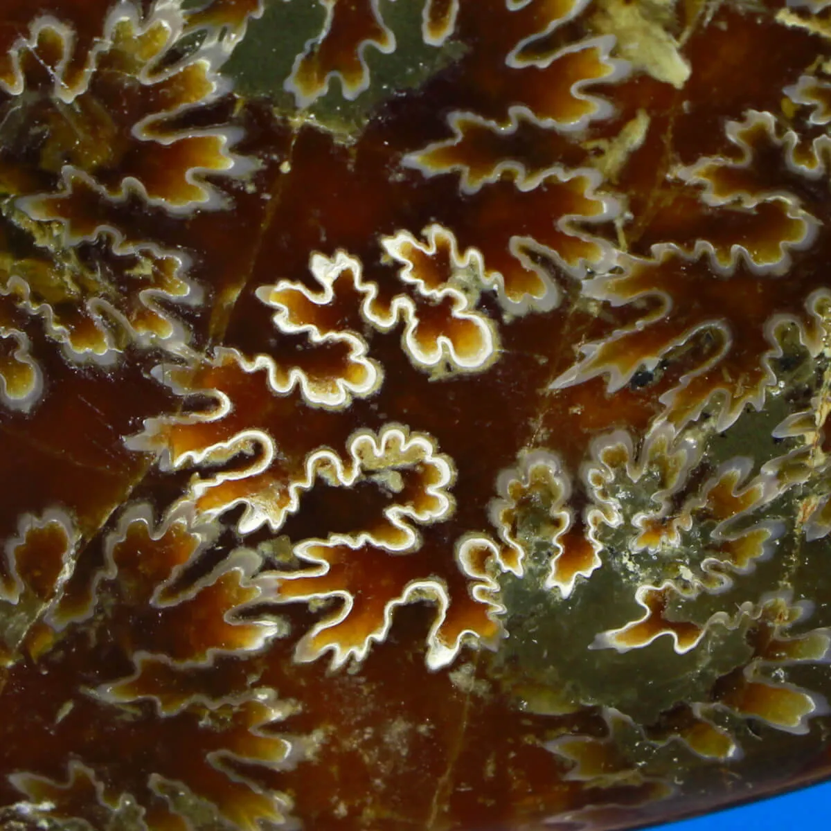 Ammonite Cleoniceras Composizione