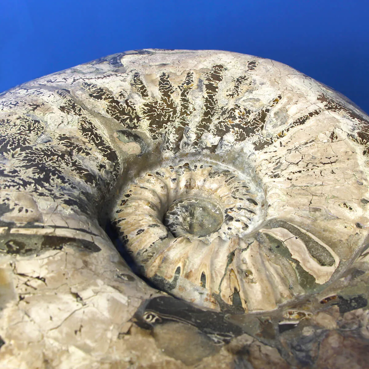 Ammonite Douvilleiceras Gigante