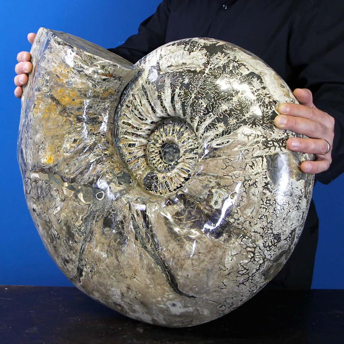 Ammonite Douvilleiceras Gigante