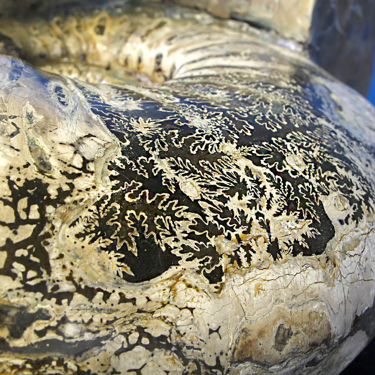 Ammonite Douvilleiceras Gigante