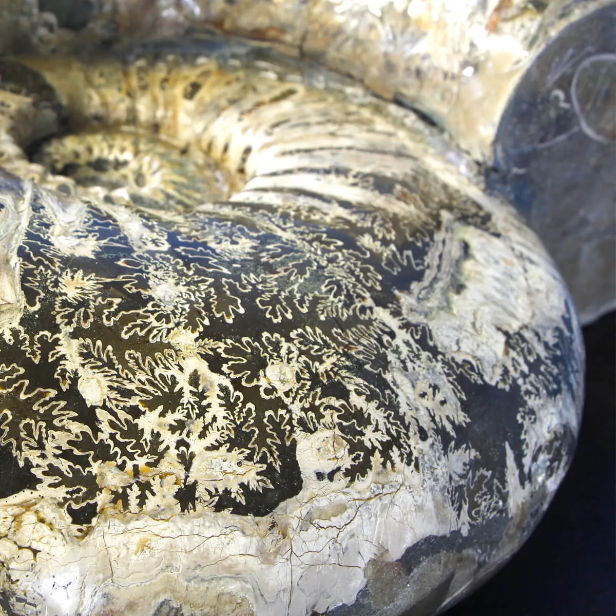Ammonite Douvilleiceras Gigante