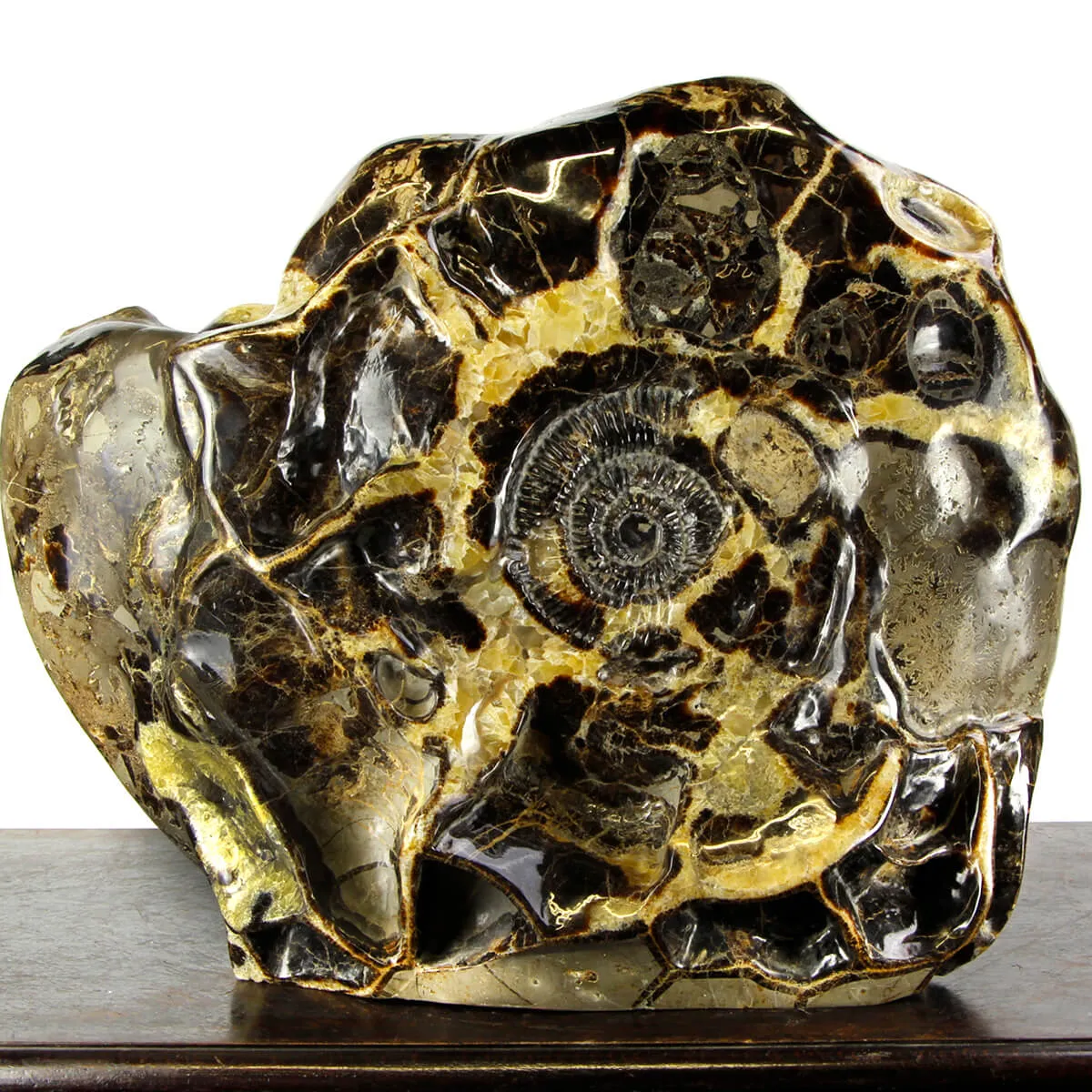 Ammonite Gigante su Septaria