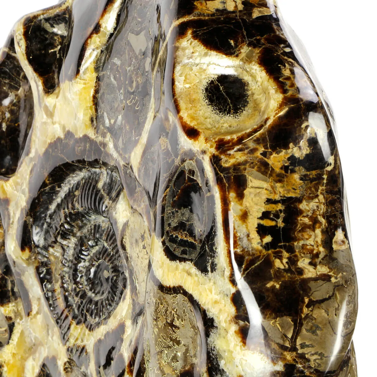 Ammonite Gigante su Septaria