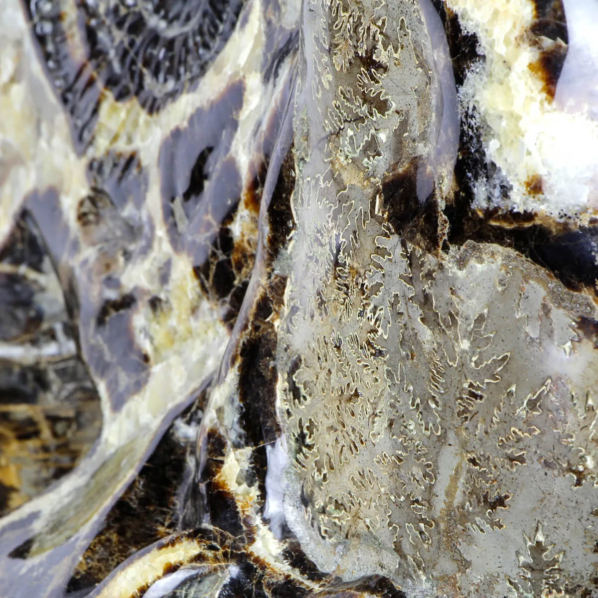 Ammonite Gigante su Septaria
