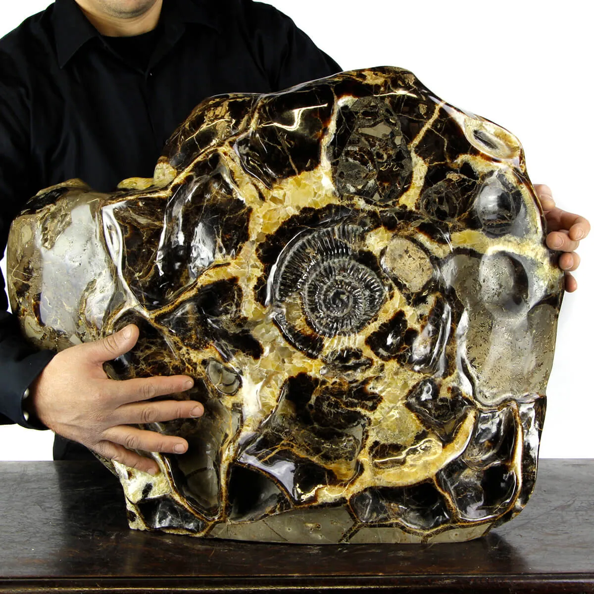 Ammonite Gigante su Septaria