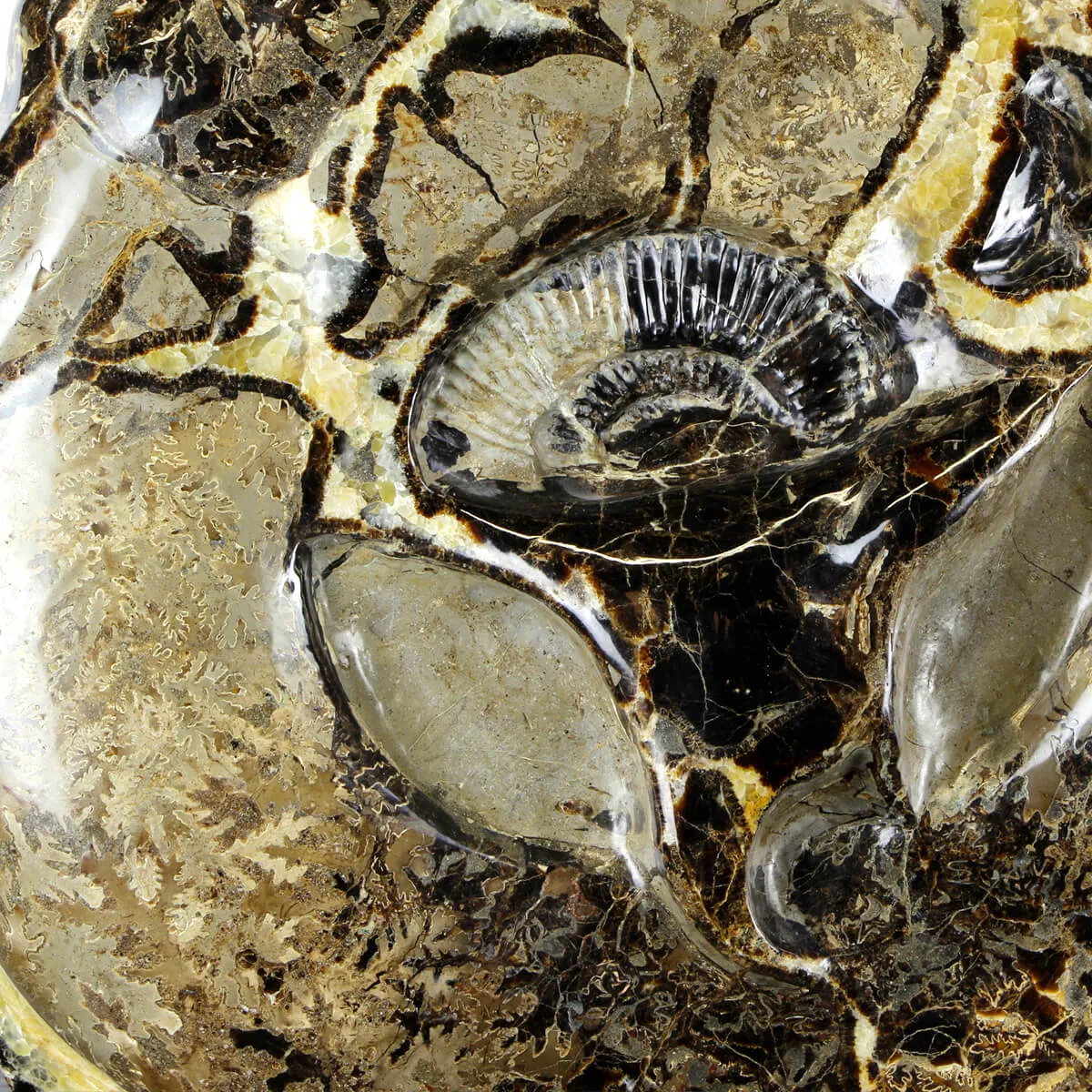 Ammonite Gigante su Septaria