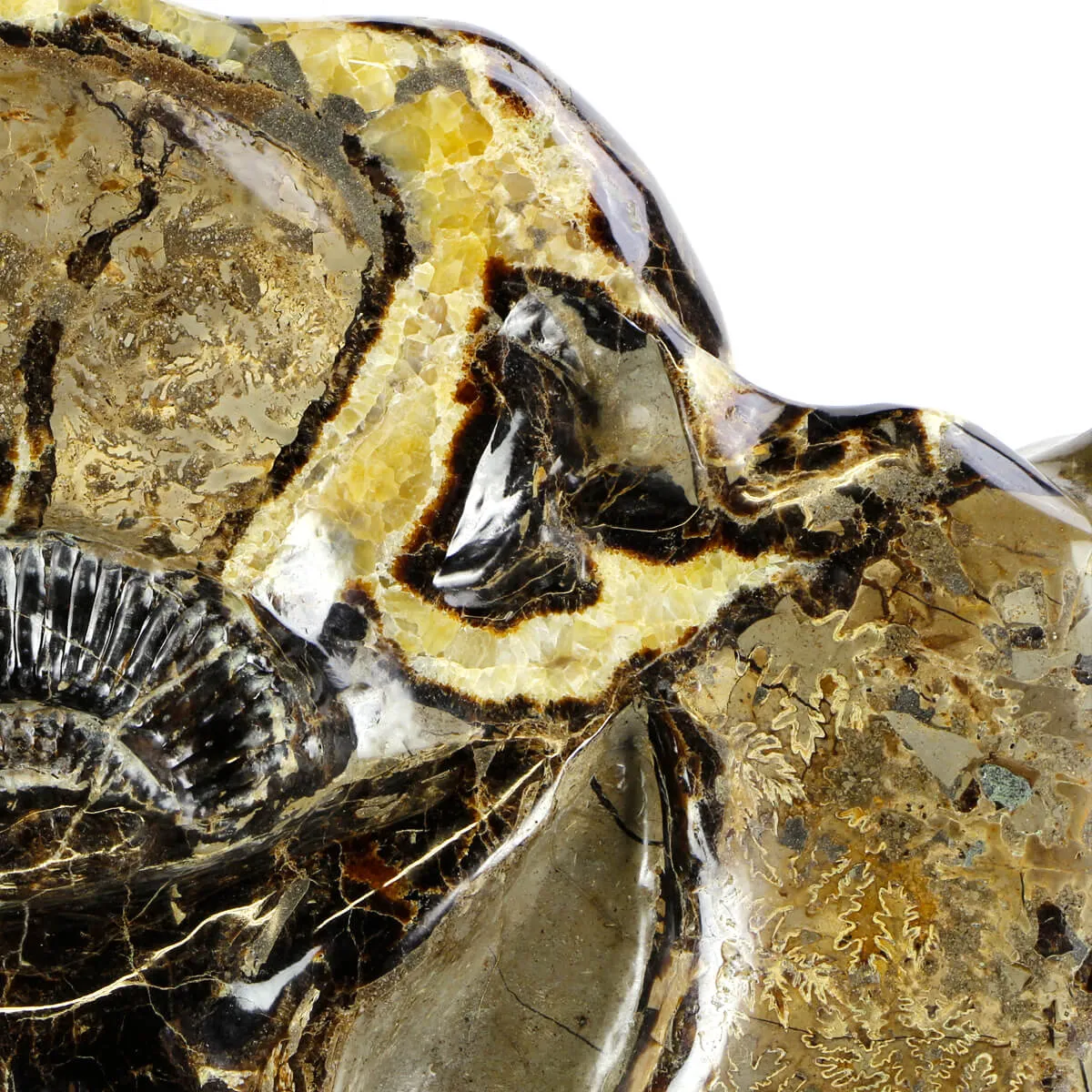 Ammonite Gigante su Septaria
