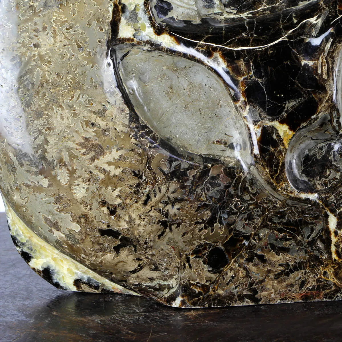 Ammonite Gigante su Septaria