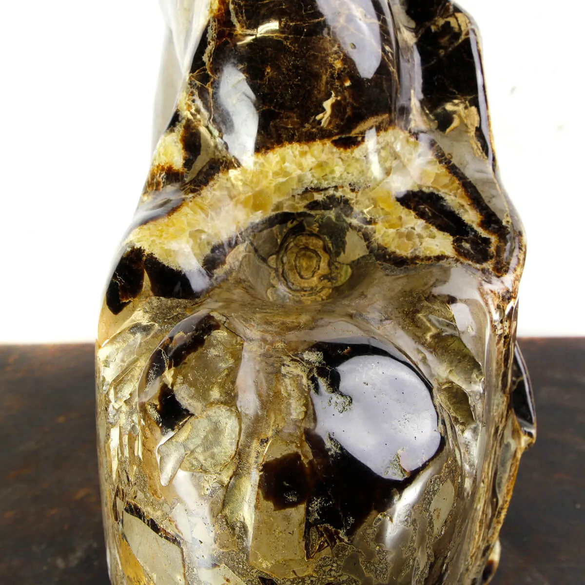Ammonite Gigante su Septaria