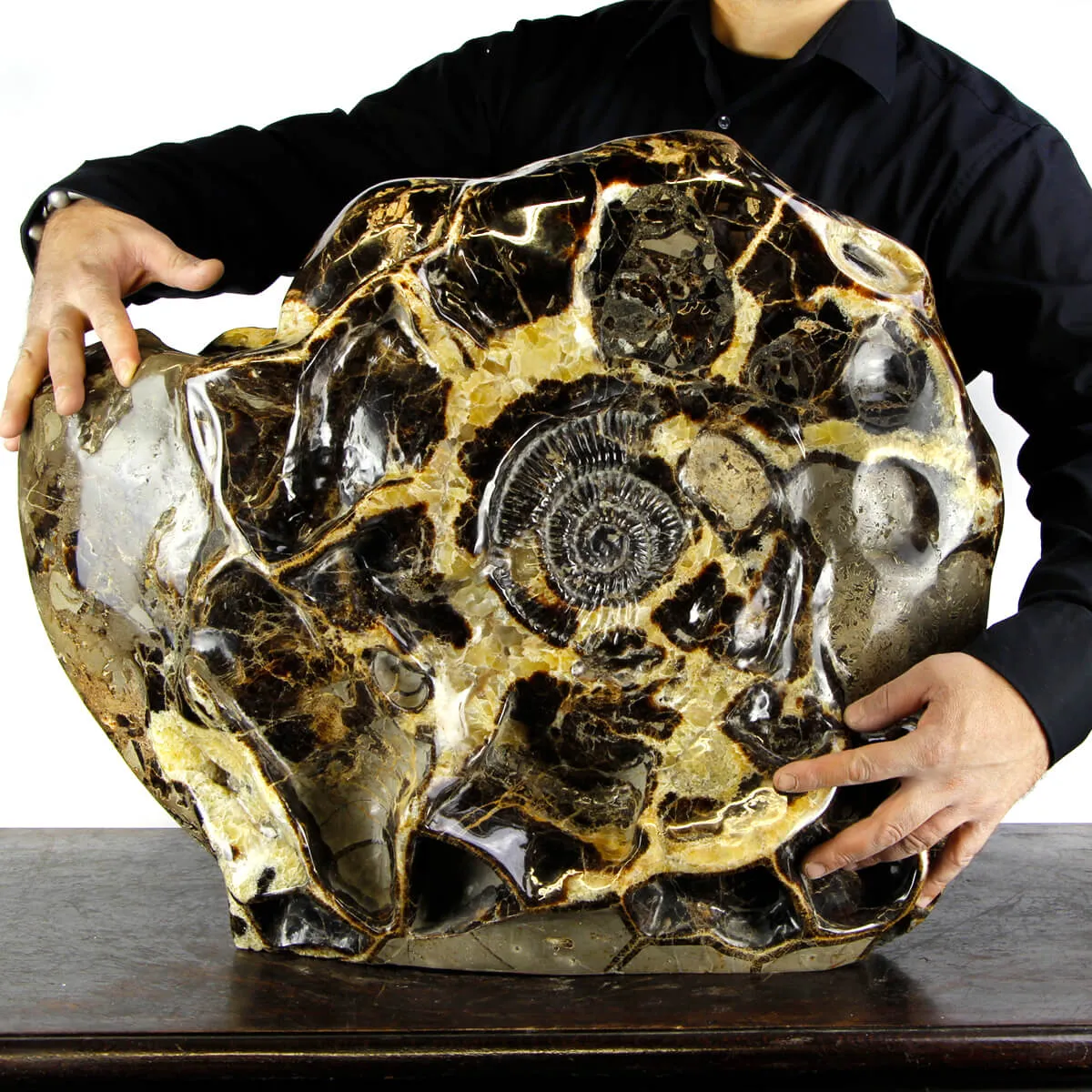 Ammonite Gigante su Septaria