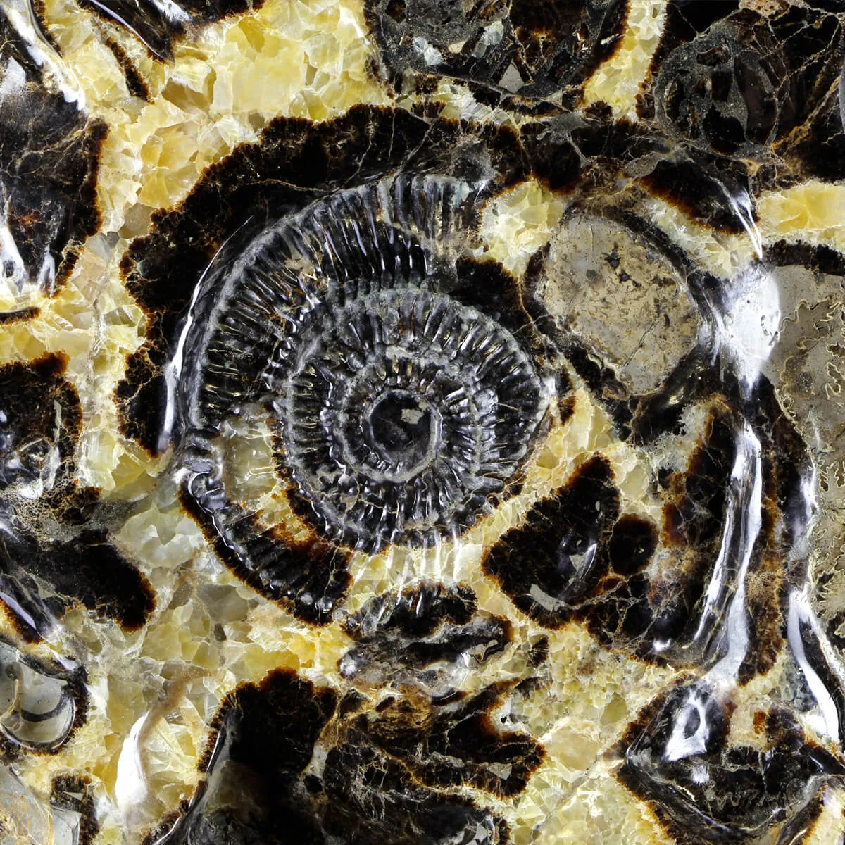 Ammonite Gigante su Septaria