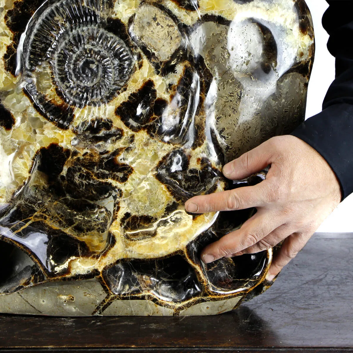 Ammonite Gigante su Septaria