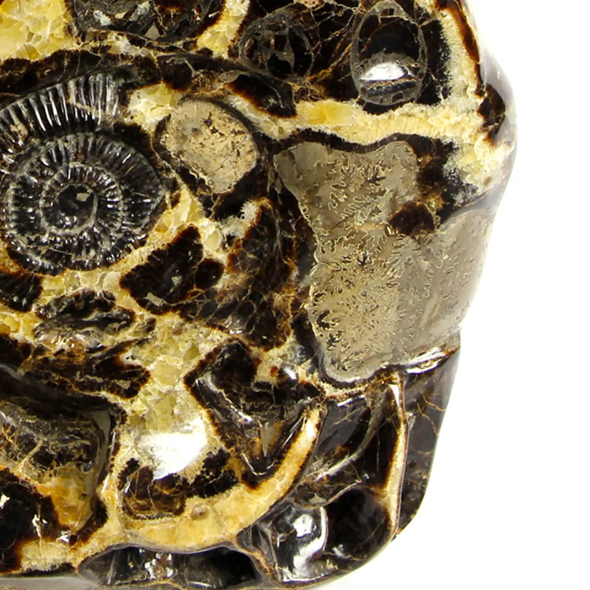 Ammonite Gigante su Septaria