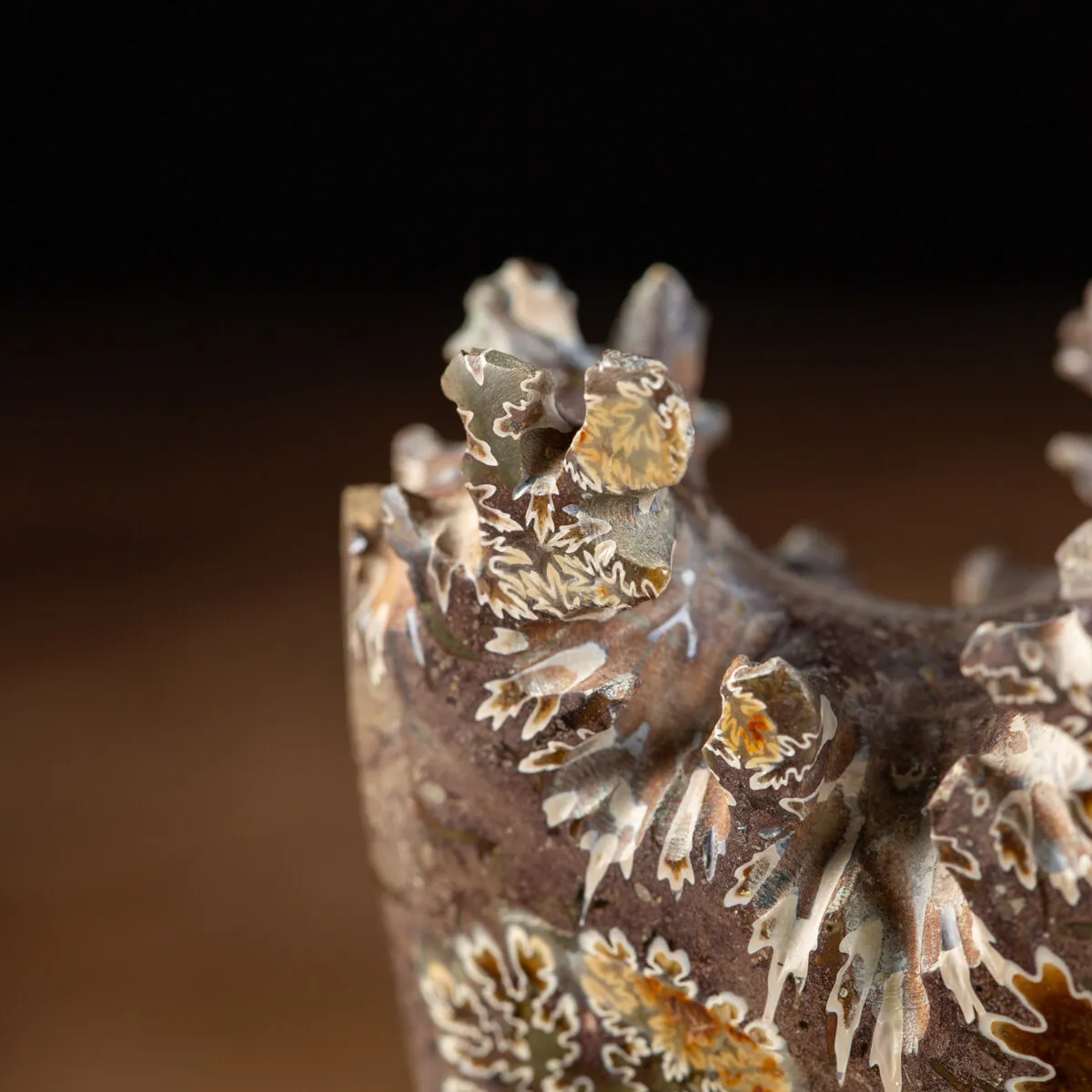 Ammonite Cleoniceras 
