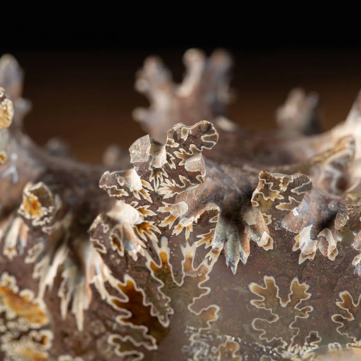Ammonite Cleoniceras 