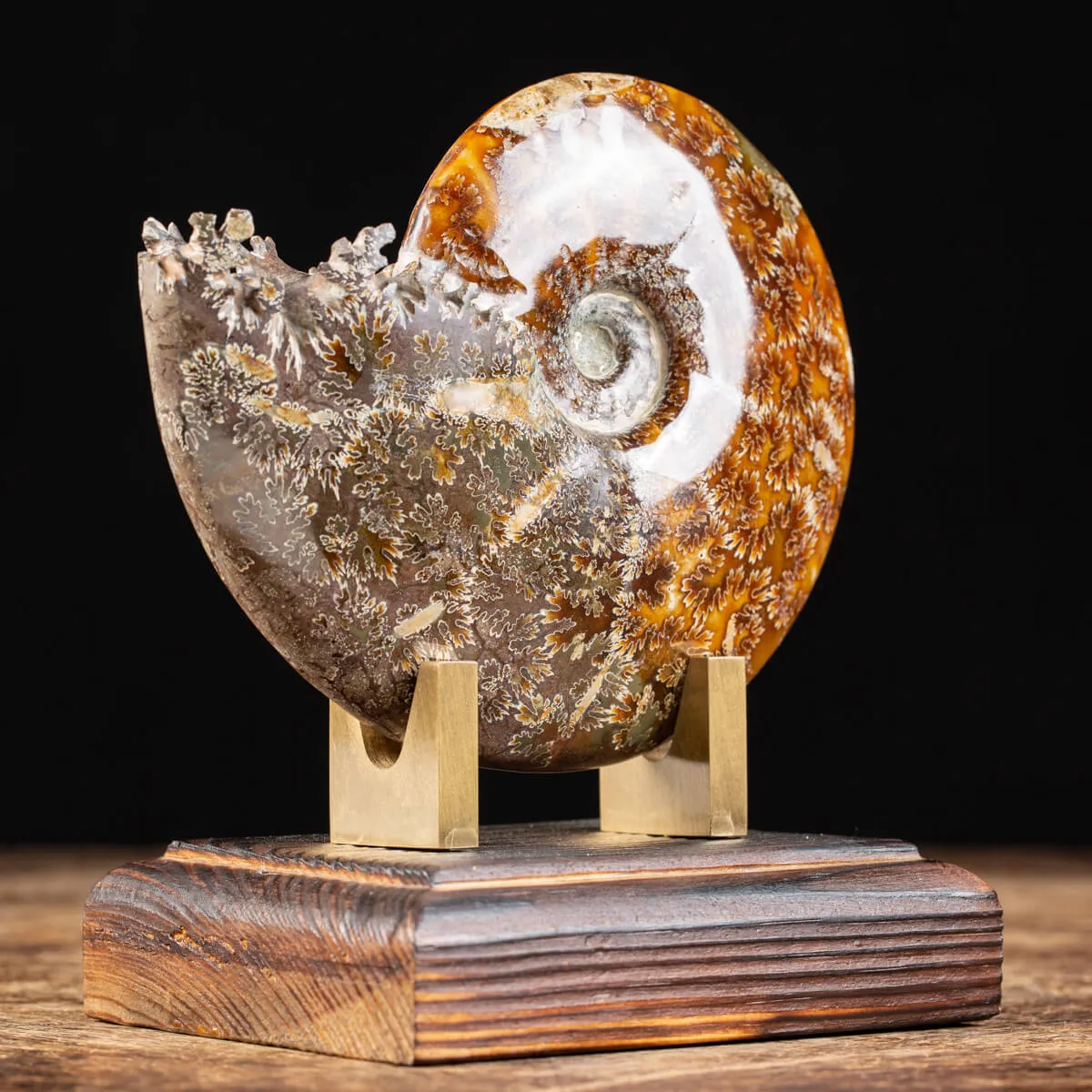 Ammonite Cleoniceras 