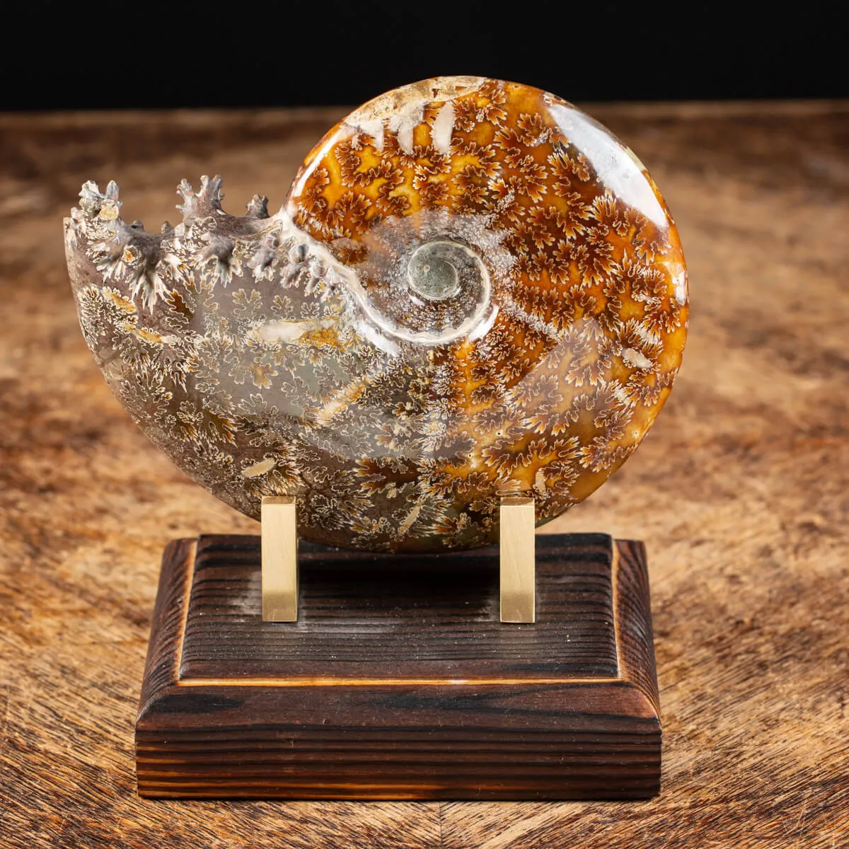 Ammonite Cleoniceras 