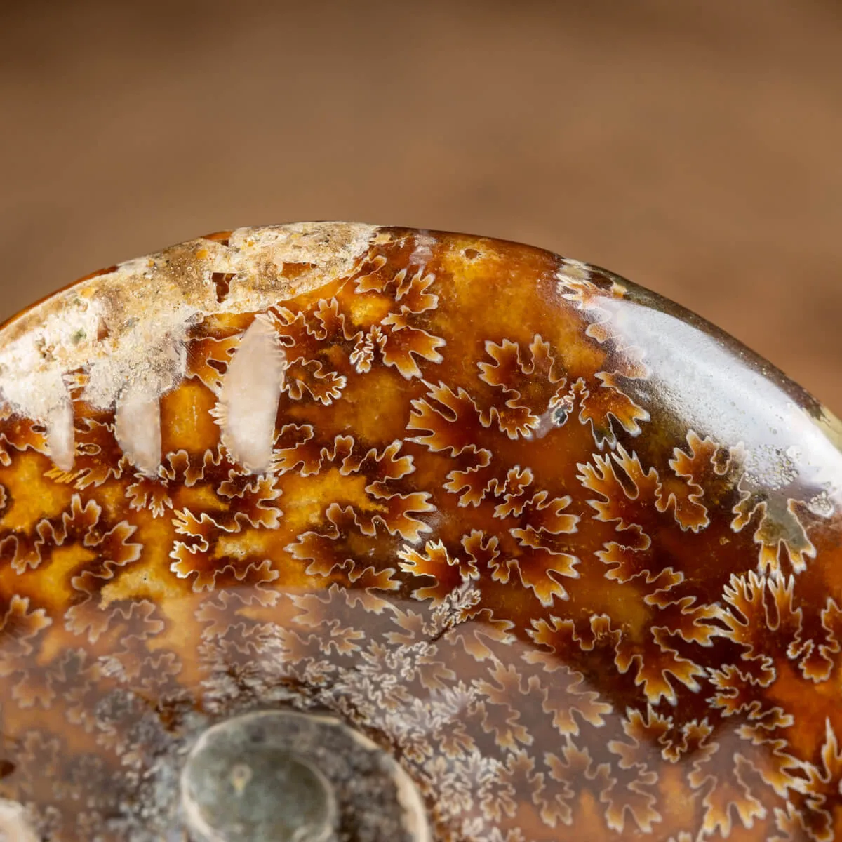 Ammonite Cleoniceras 