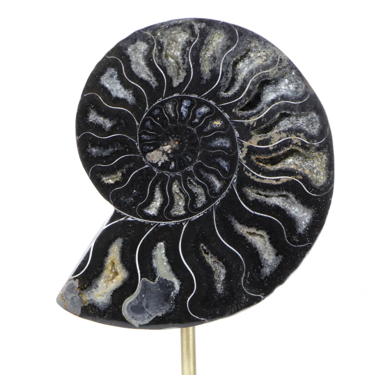 Ammonite Cleoniceras nera su Base in Ottone