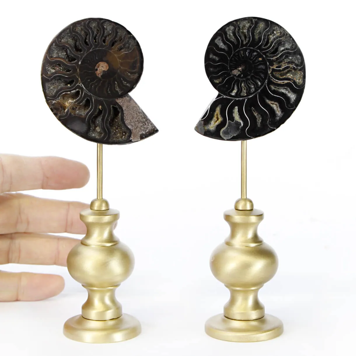 Ammonite Cleoniceras nera su Base in Ottone
