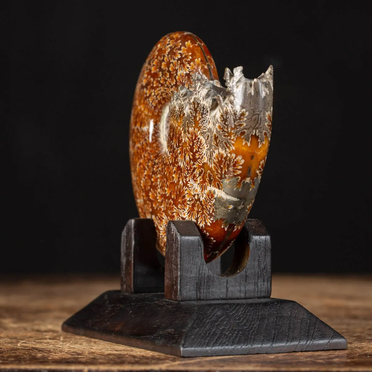 Ammonite Cleoniceras La spirale perfetta