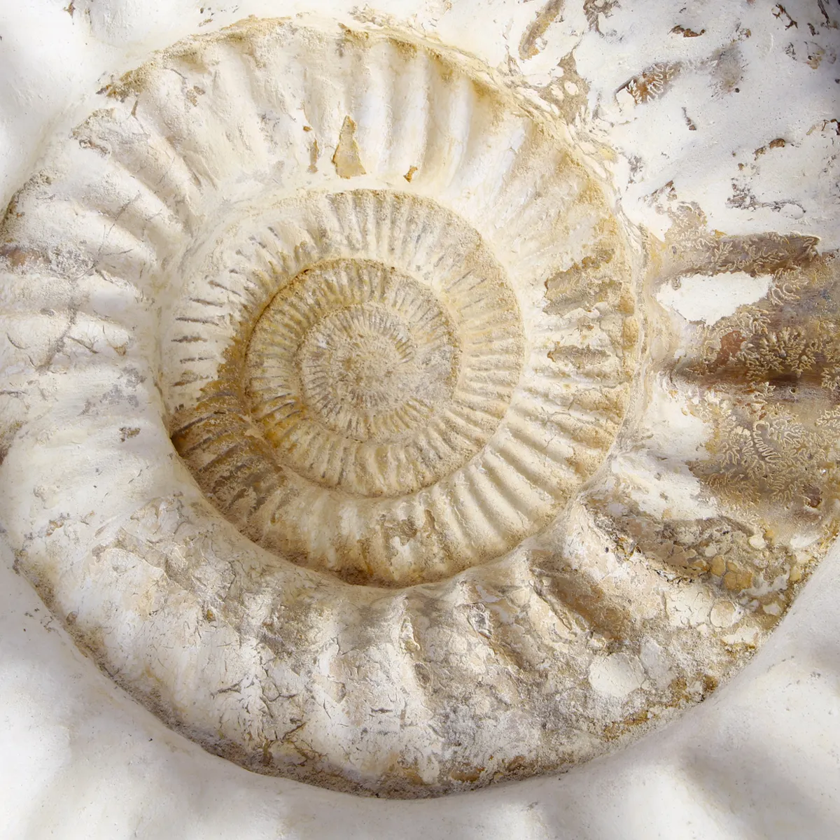 Ammonite Kranaosphinctes Sp.