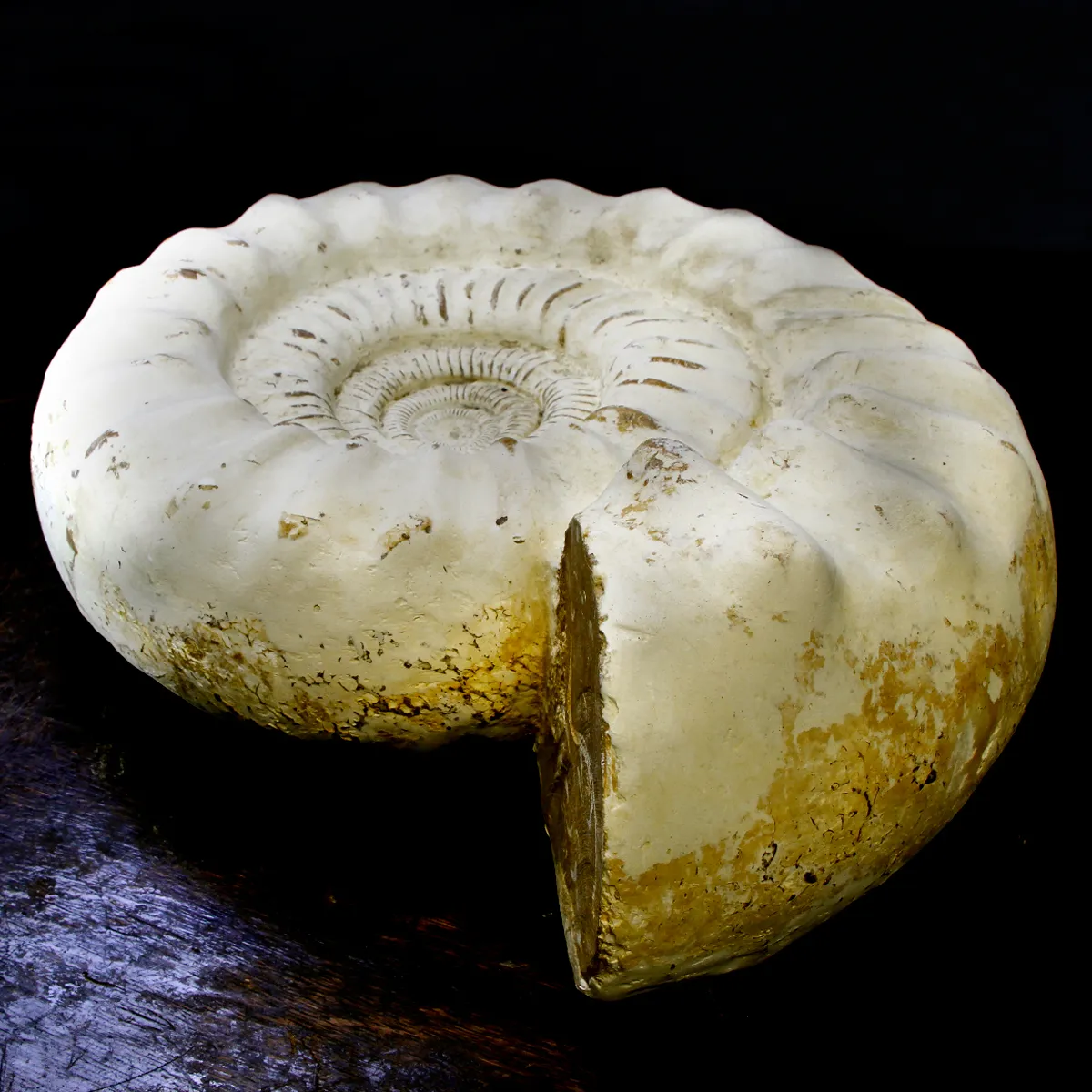 Ammonite Kranaosphinctes Sp.