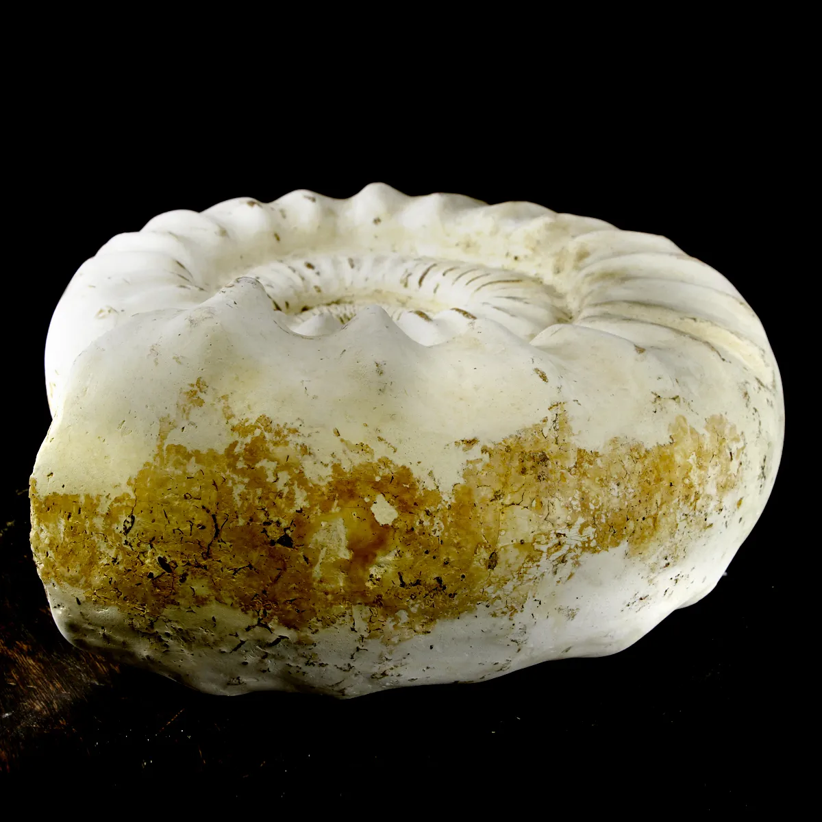 Ammonite Kranaosphinctes Sp.
