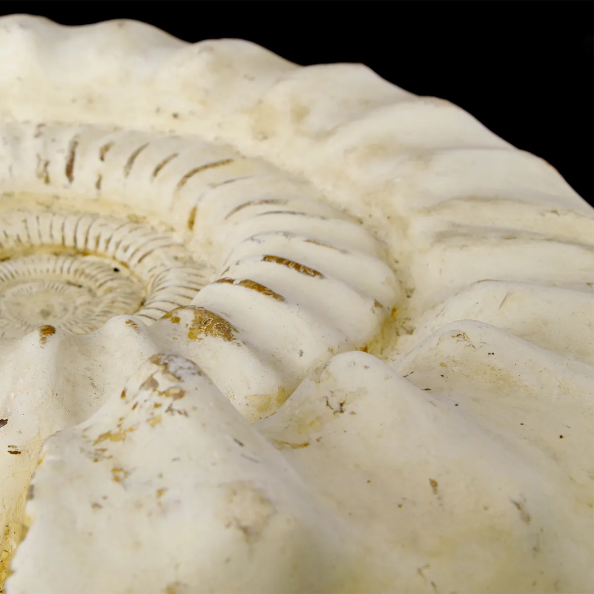 Ammonite Kranaosphinctes Sp.