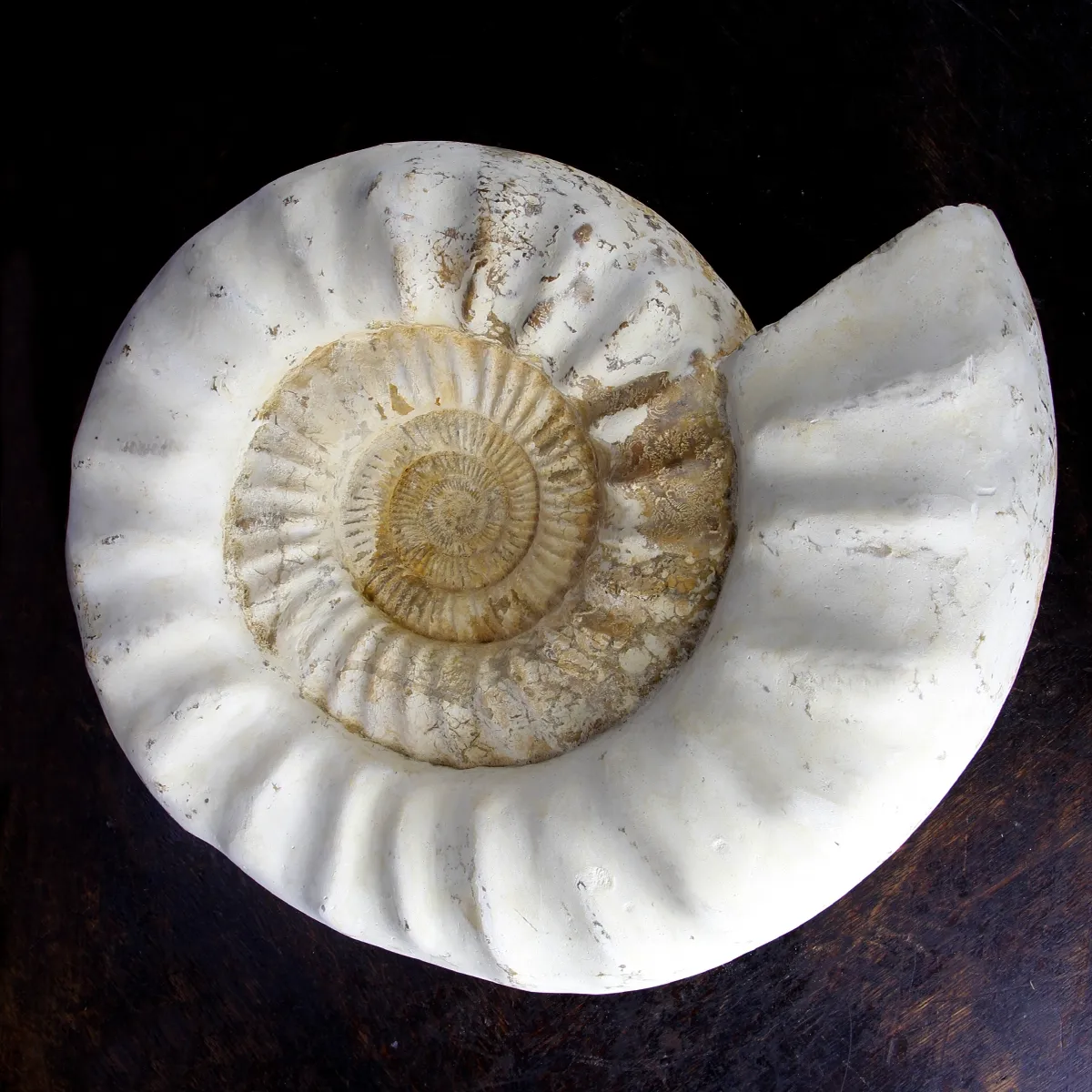 Ammonite Kranaosphinctes Sp.