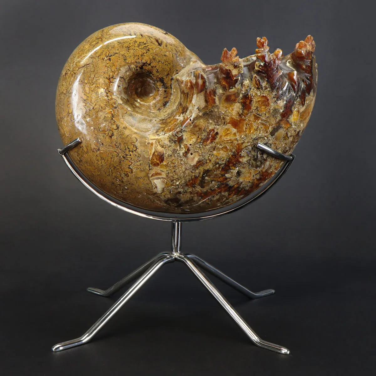 Ammonite Phylloceras