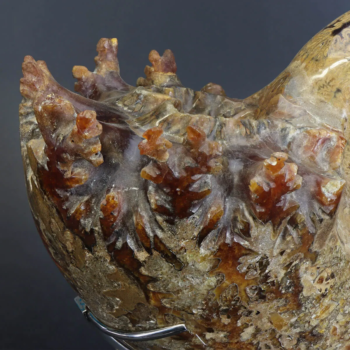 Ammonite Phylloceras