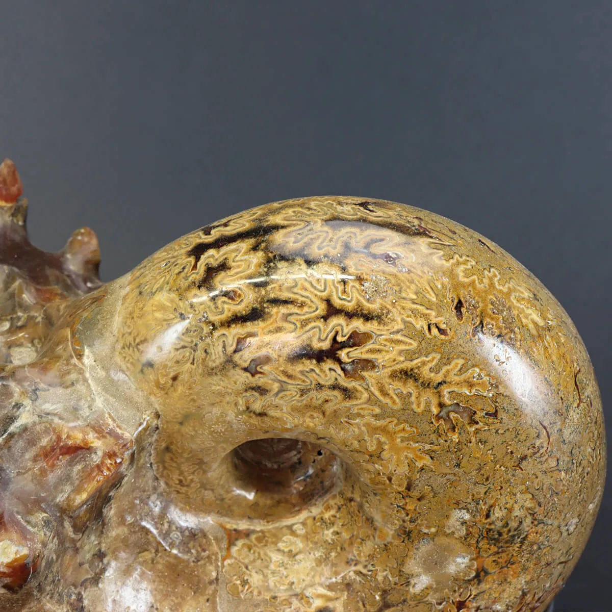 Ammonite Phylloceras