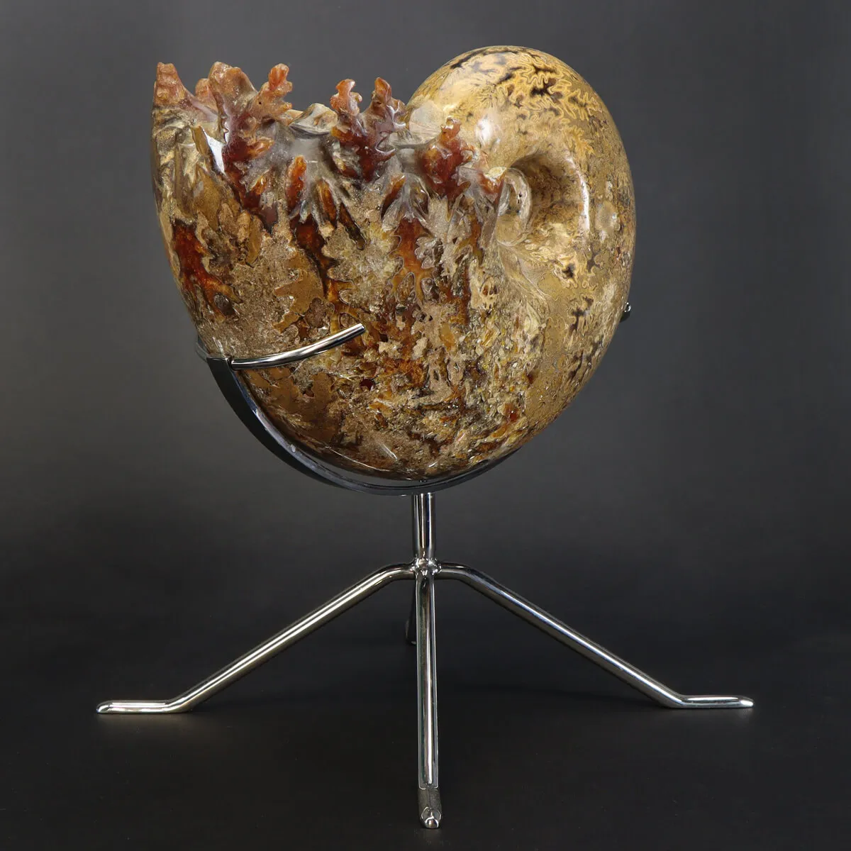 Ammonite Phylloceras
