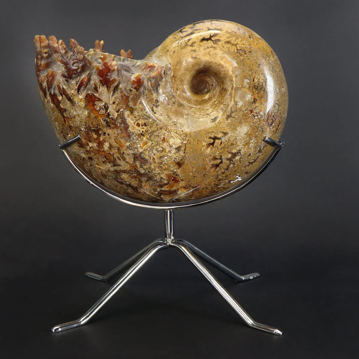 Ammonite Phylloceras
