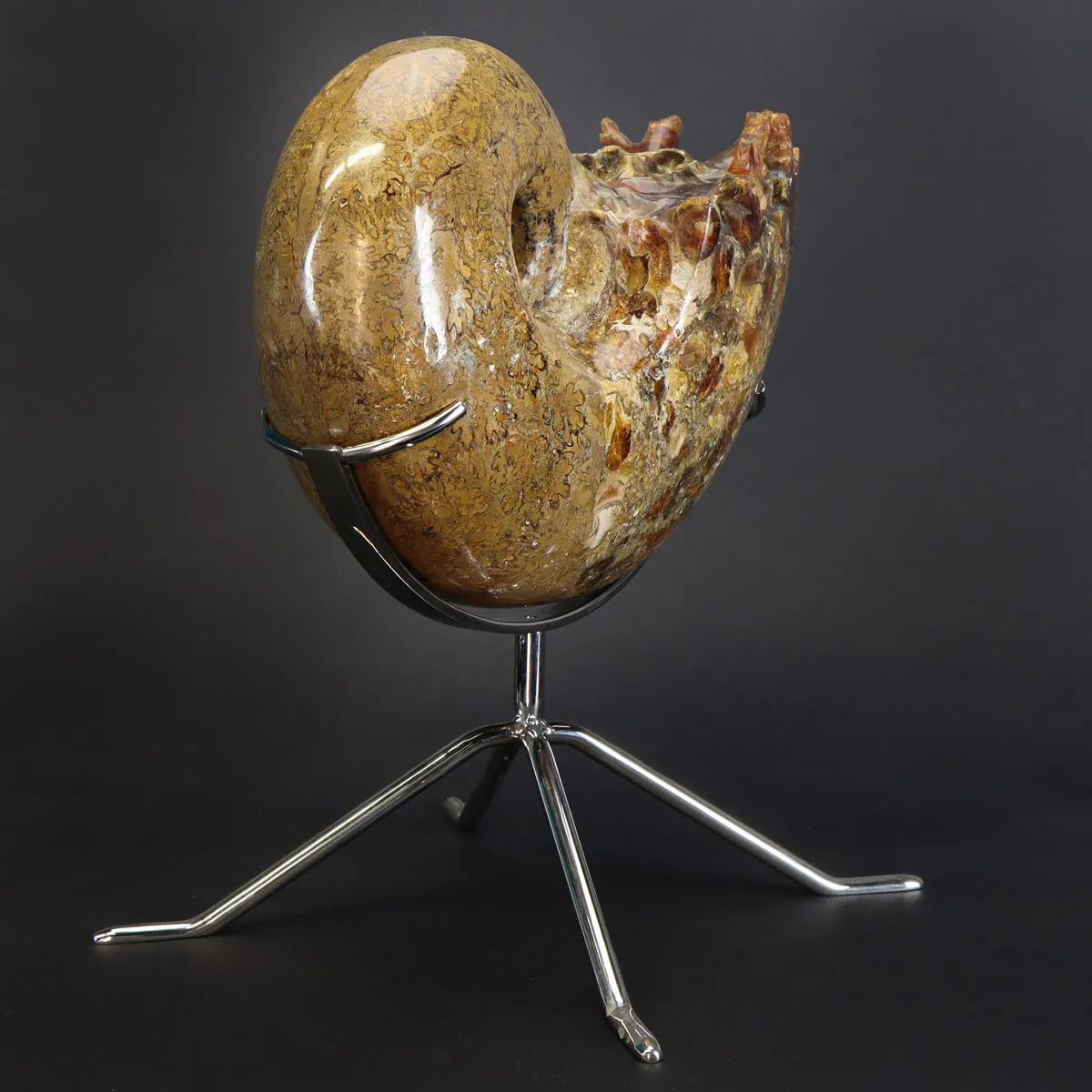 Ammonite Phylloceras