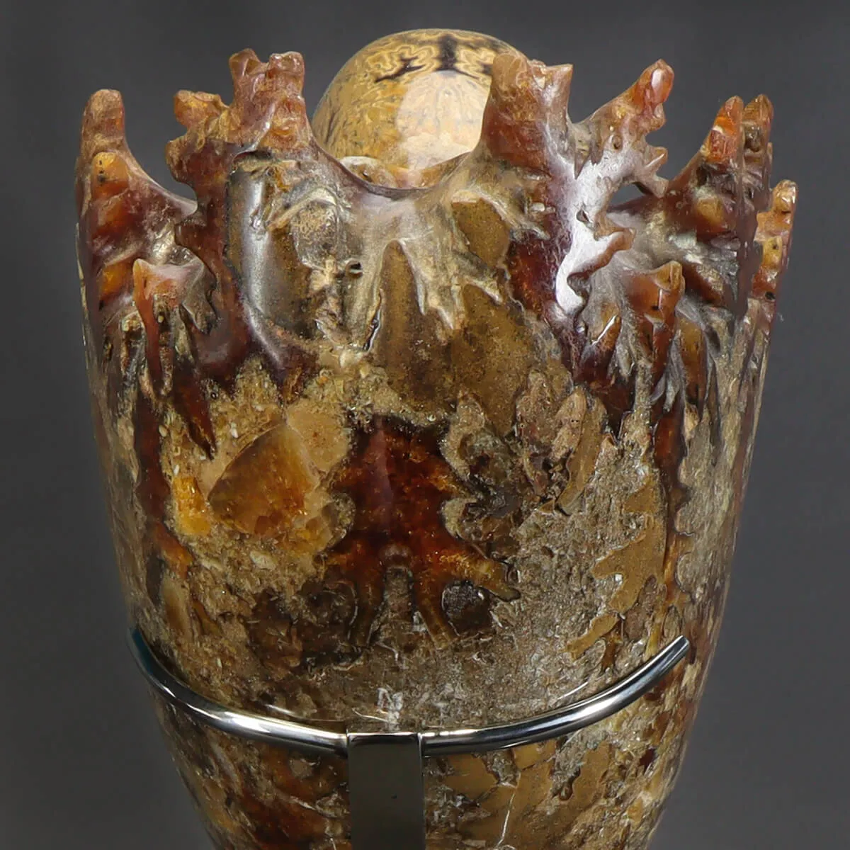 Ammonite Phylloceras