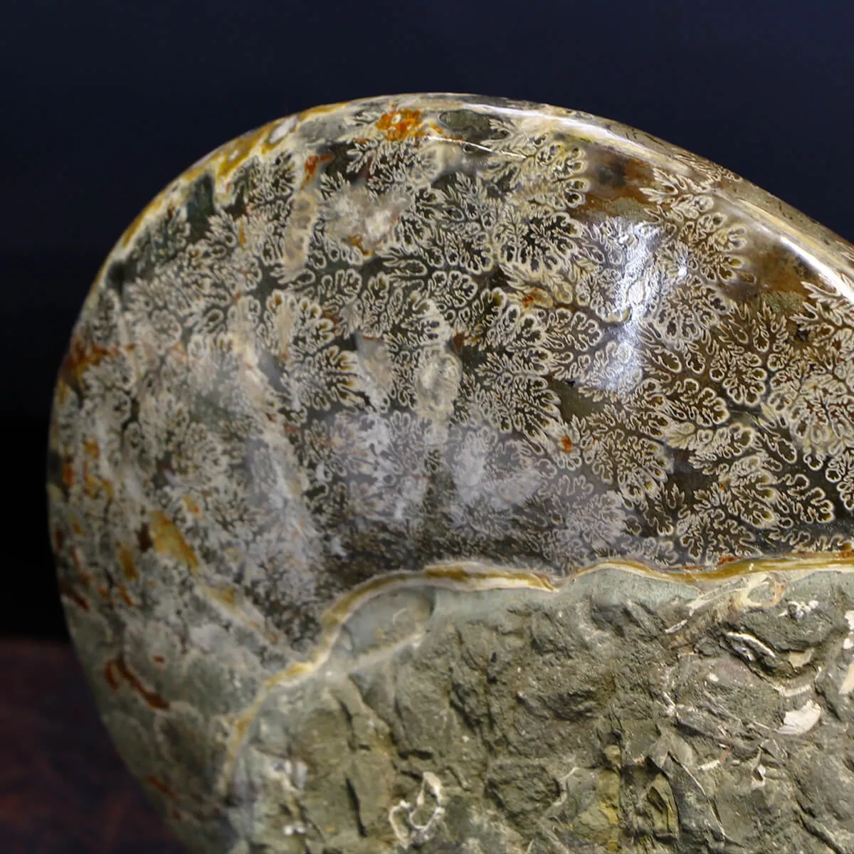 Gruppo Di Ammoniti Cleoniceras