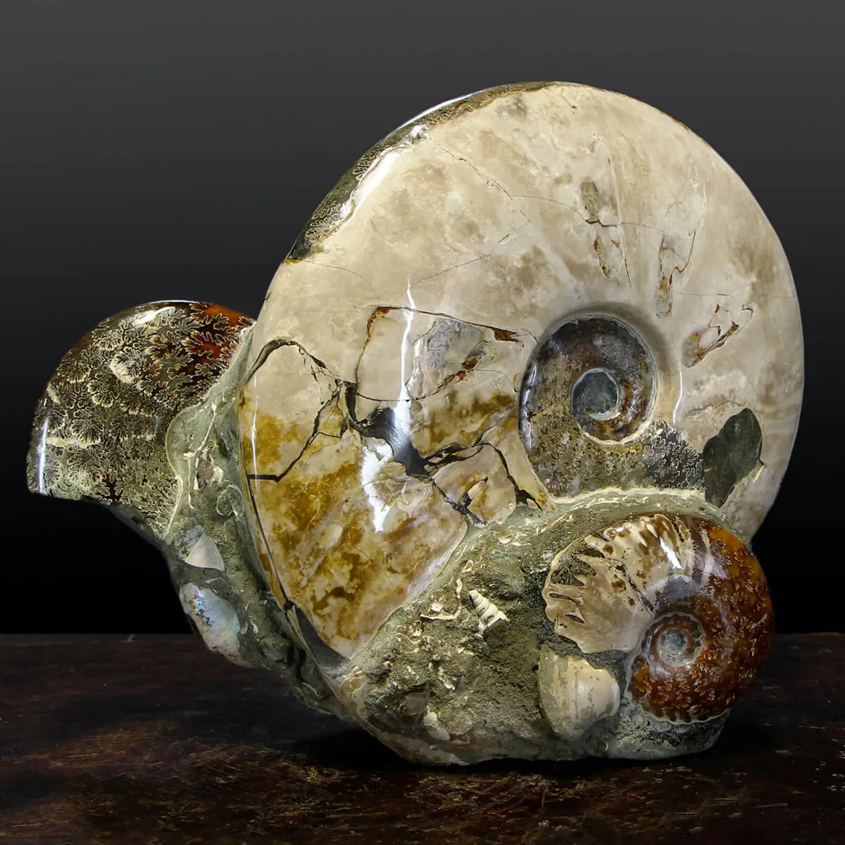 Gruppo Di Ammoniti Cleoniceras