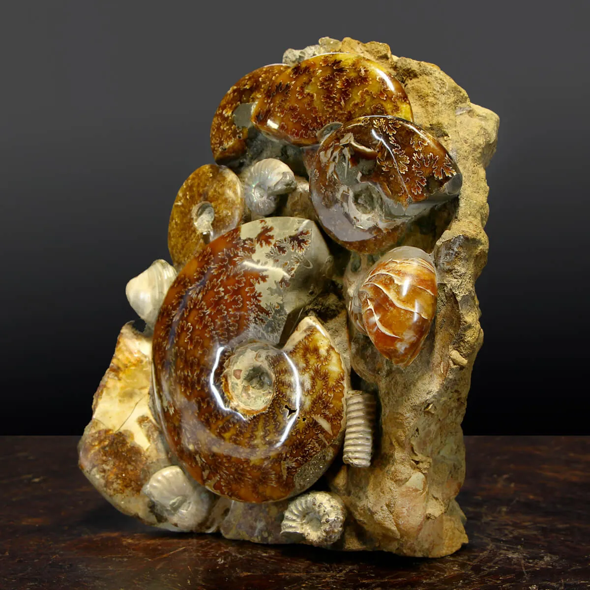 Gruppo di Ammoniti Cleoniceras